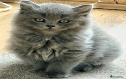 British Longhair cats for sale: Gorgeous Blue British longhair kittens - Image 1