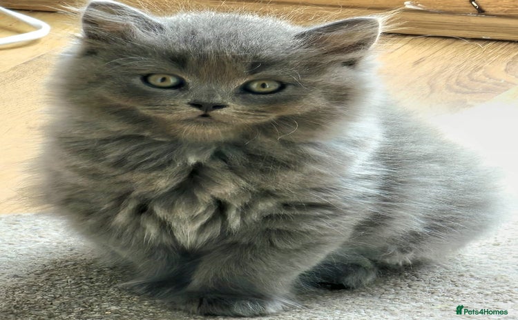 British Longhair cats - Advert 2