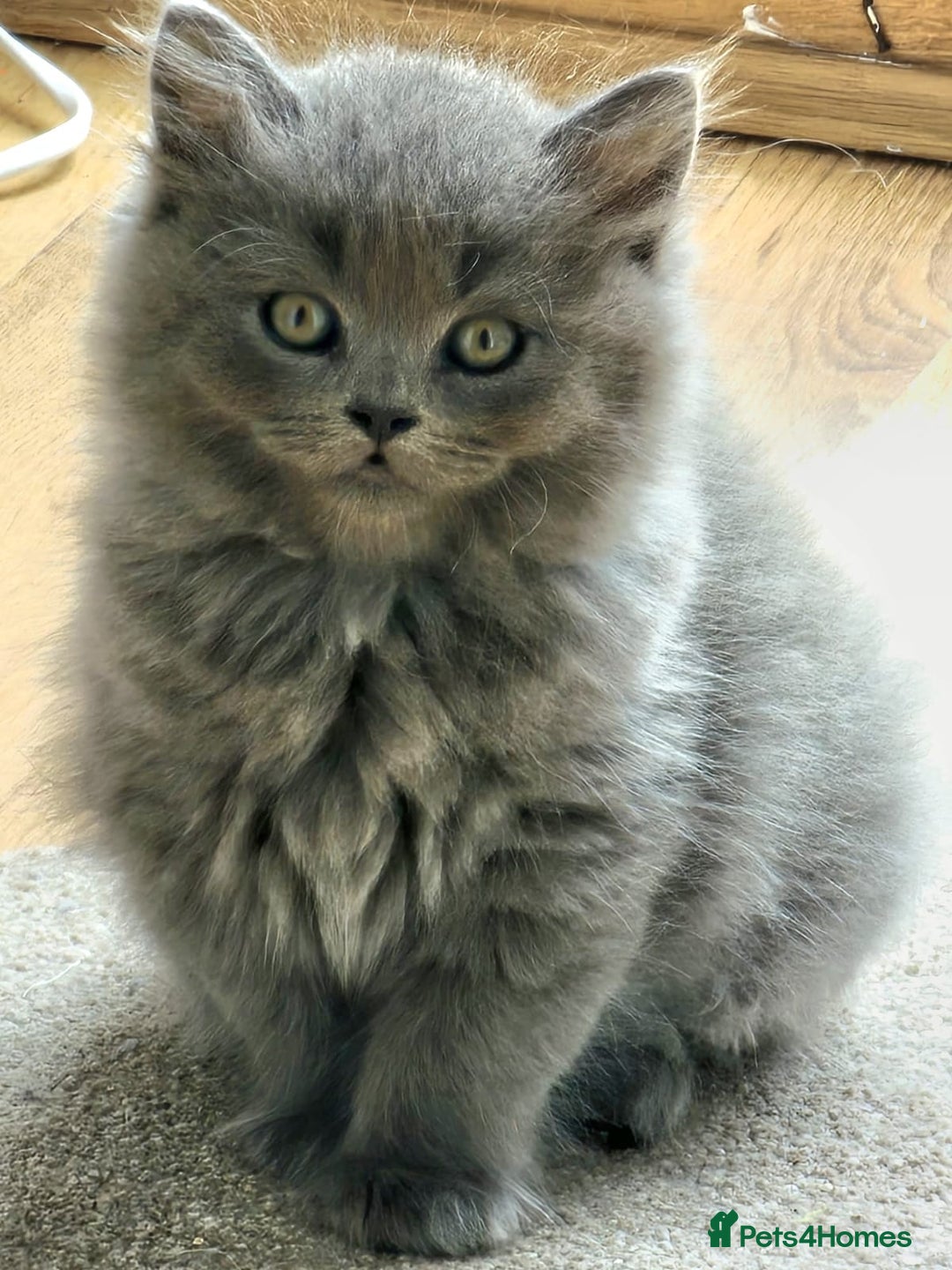 British Longhair cats for sale: Gorgeous Blue British longhair kittens - Image 1