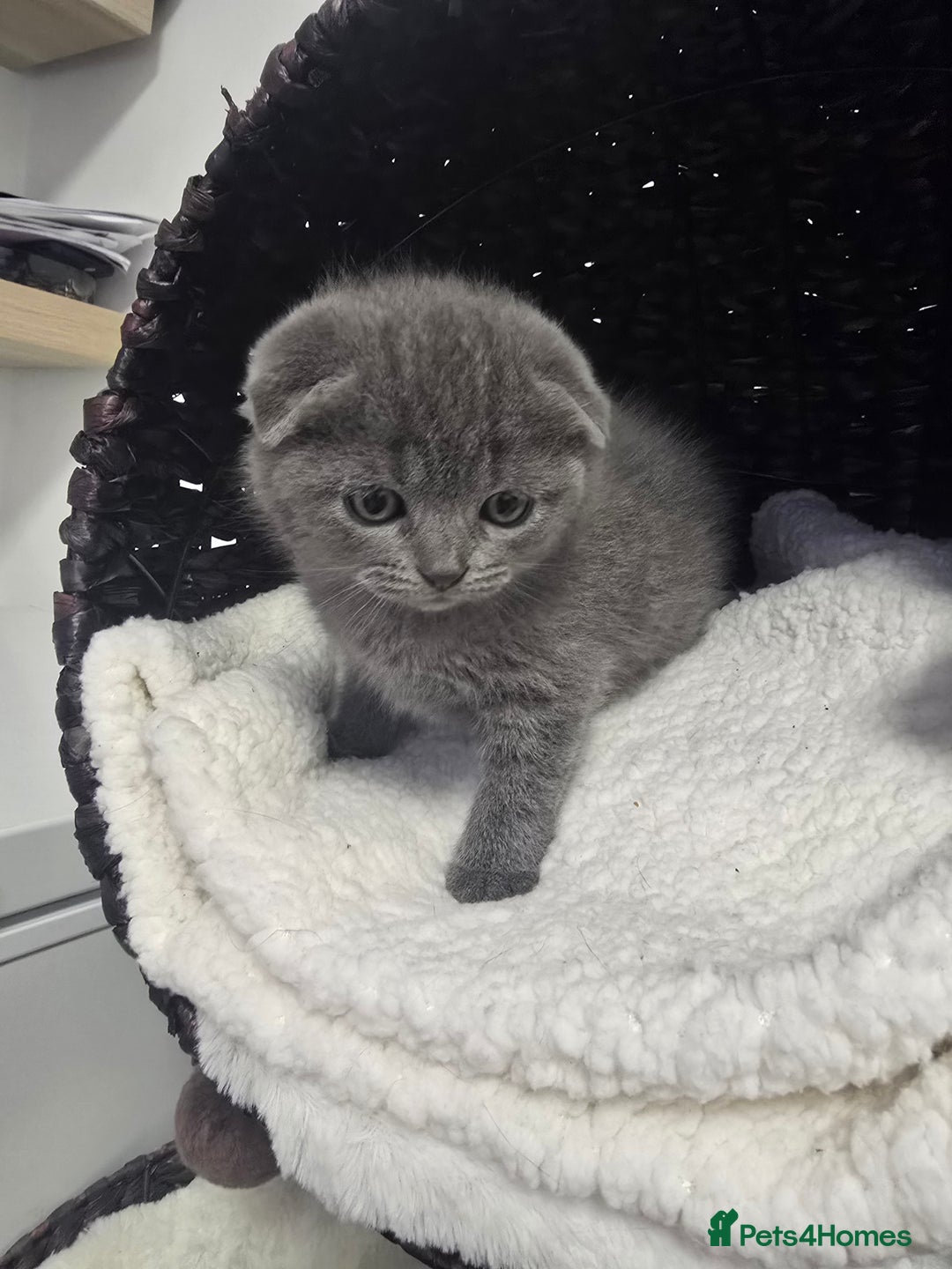 Scottish Fold cats for sale: Beautiful 😍 Scottish Fold/Straight kittens  - Advert 9