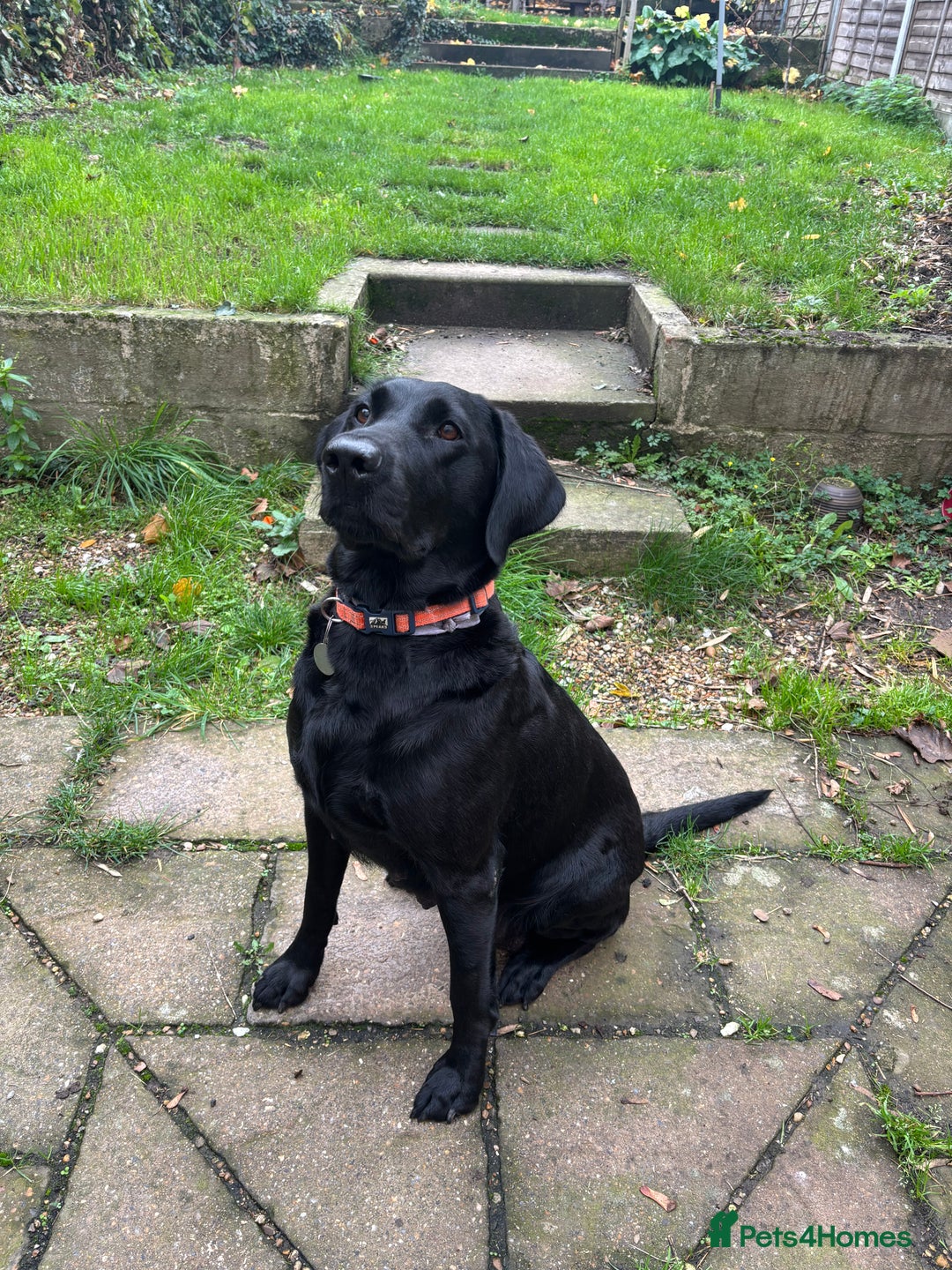 Labrador Retriever dogs for sale: KC Fully Health Tested Outstanding Working Line - Advert 38