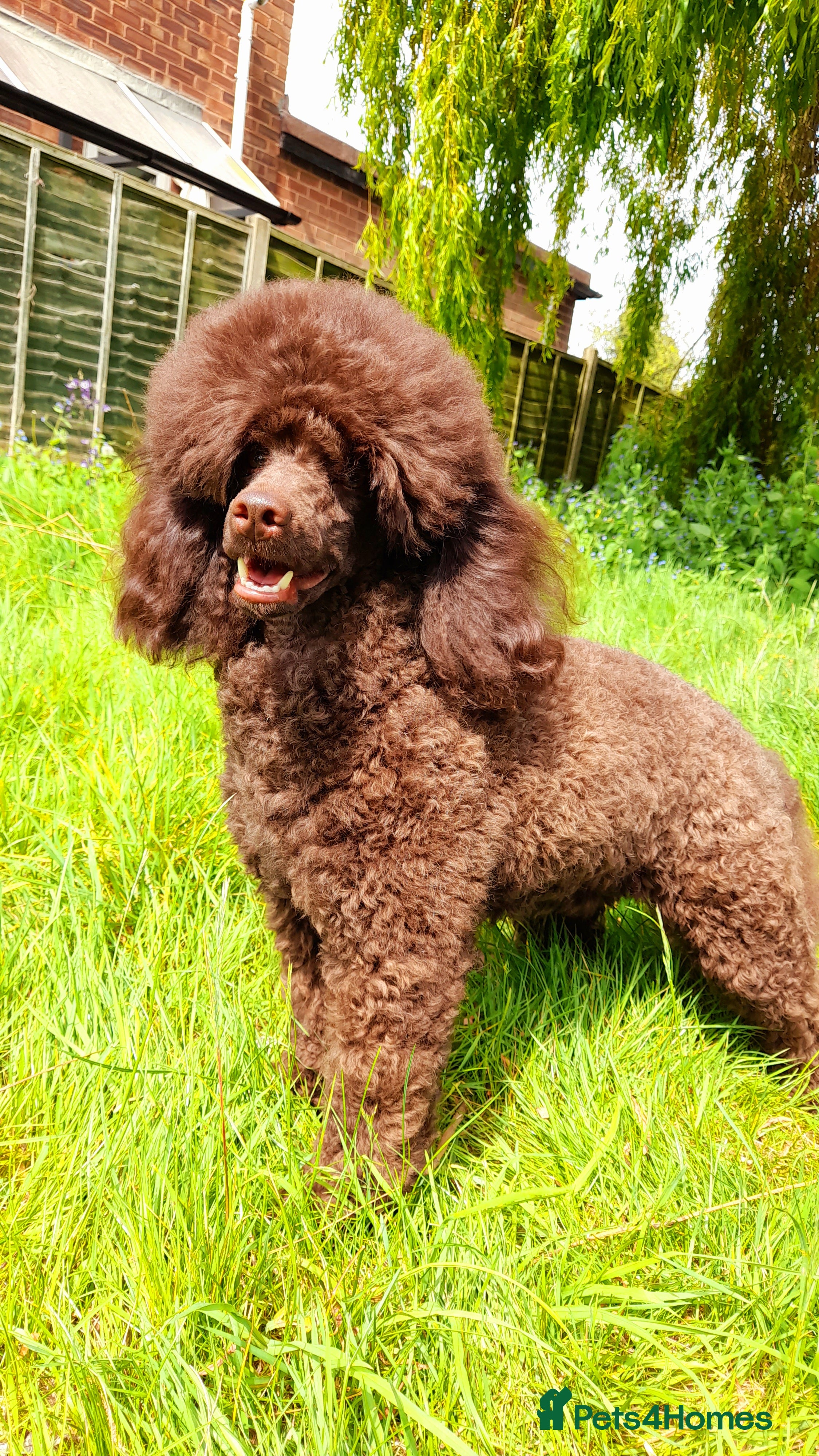 Miniature Poodle dogs Imported Brown Miniature Poodle &amp; Cavalier Studs in Sutton Coldfield - Advert 8