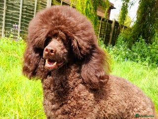 Miniature Poodle dogs Imported Brown Miniature Poodle & Cavalier Studs in Sutton Coldfield - Advert 24