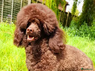 Miniature Poodle dogs Imported Brown Miniature Poodle & Cavalier Studs in Sutton Coldfield - Advert 4