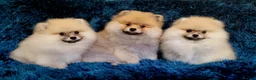 Pomeranian dogs for sale: Stunning KC Pomeranian Puppies for sale - Advert 6