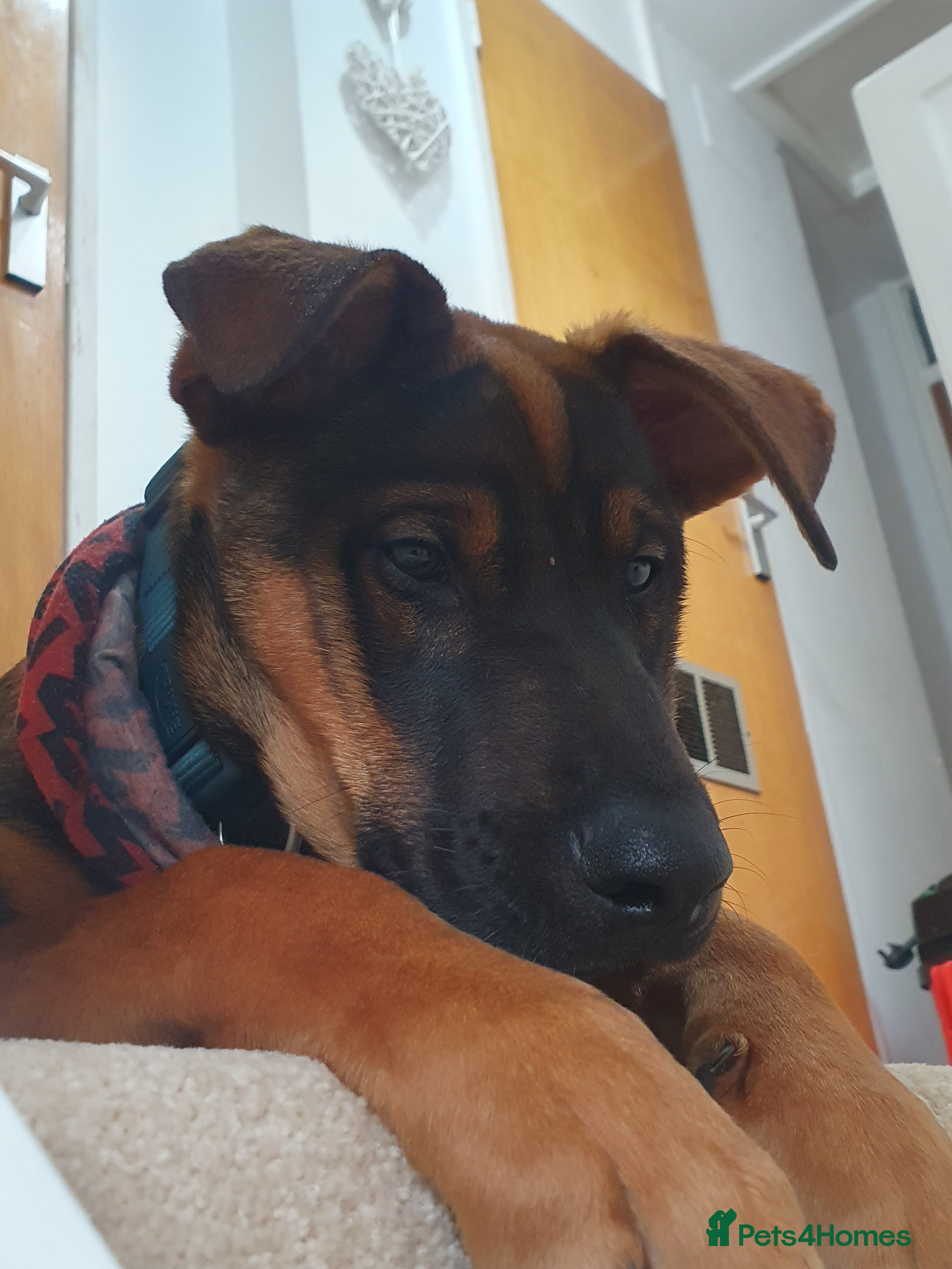 Mixed Breed dogs Doberman x akita 4 and half mths old - Advert 6