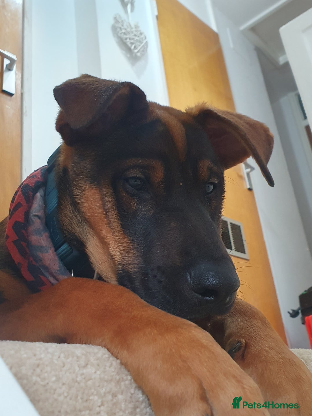 Mixed Breed dogs for sale: Doberman x akita 4 and half mths old - Advert 1
