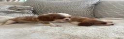 Cavalier King Charles Spaniel dogs for sale: Cavalier King Charles pups - Advert 17