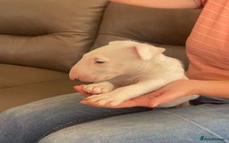 English Bull Terrier dogs for sale: English bull terrier  - Image 7