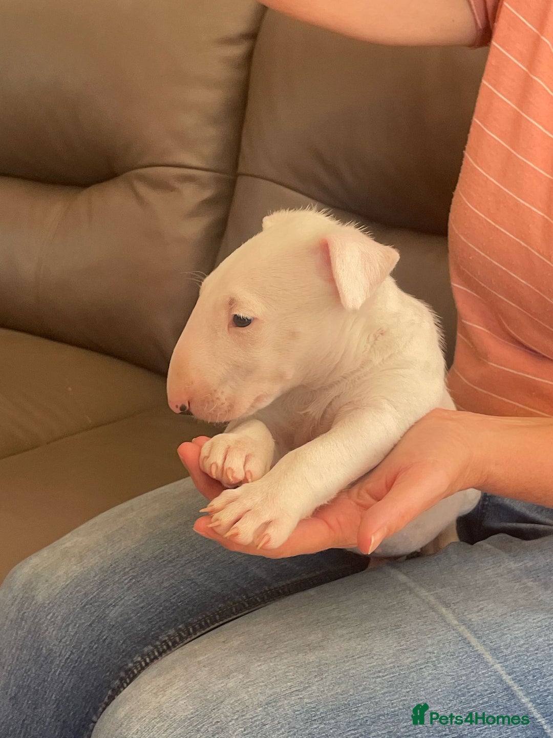 English Bull Terrier dogs for sale: English bull terrier  - Image 7