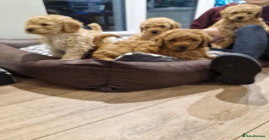 Miniature Poodle dogs - Advert 8