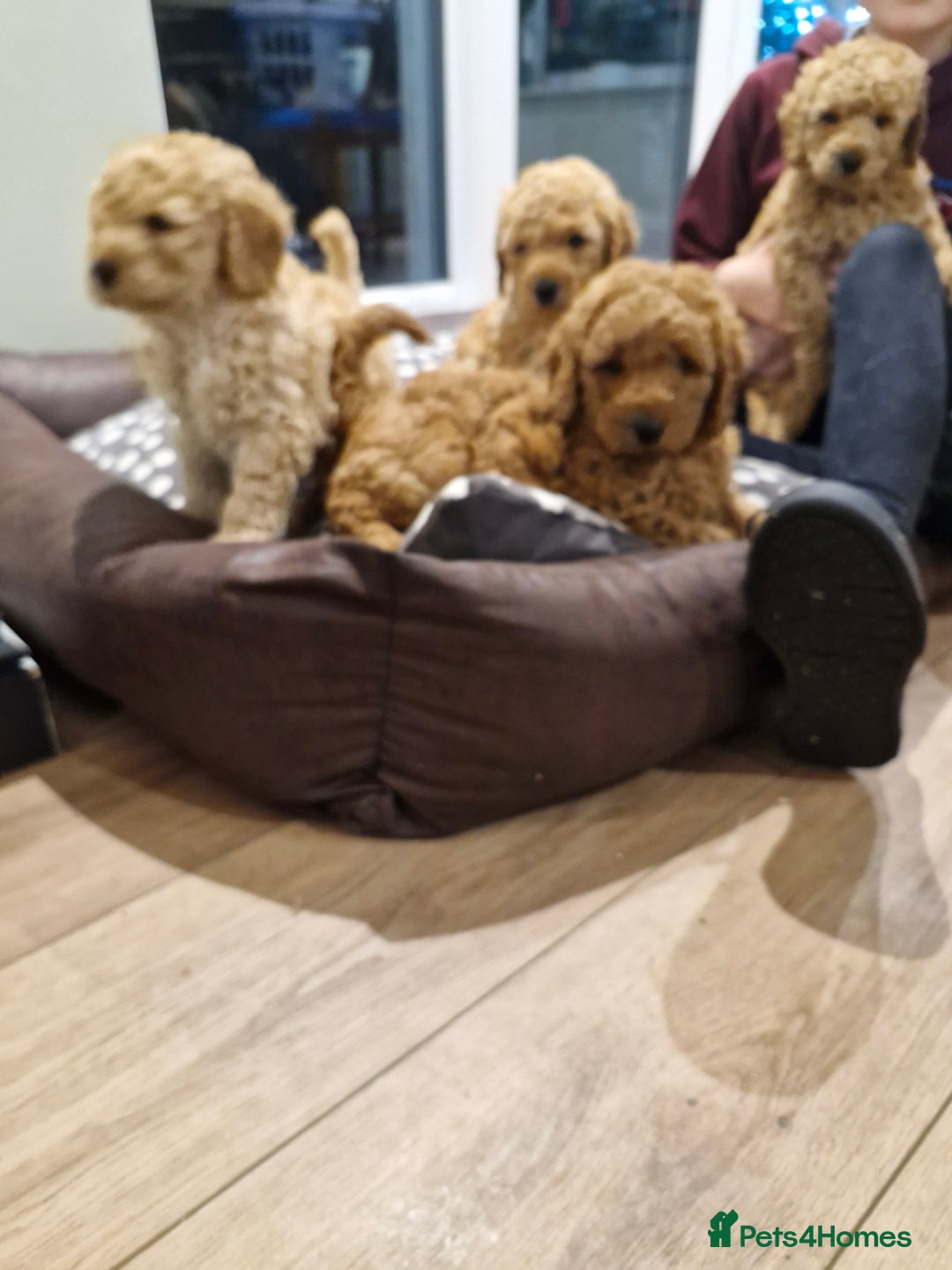 Miniature Poodle dogs for sale: Outstanding Show Quality MInature Poodles - Advert 2