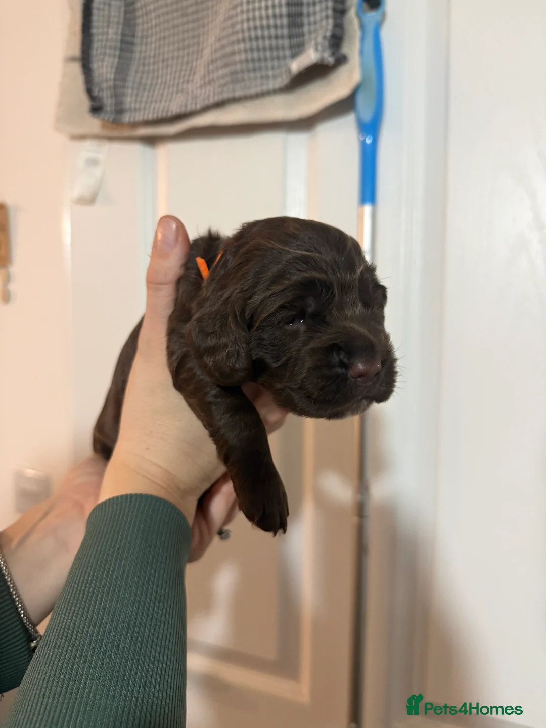 Cocker Spaniel dogs for sale: 3 Cocker Spaniel puppies. AVAILABLE TO VIEW - Advert 28