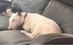 English Bull Terrier dogs for sale: English bull terrier  - Advert 4