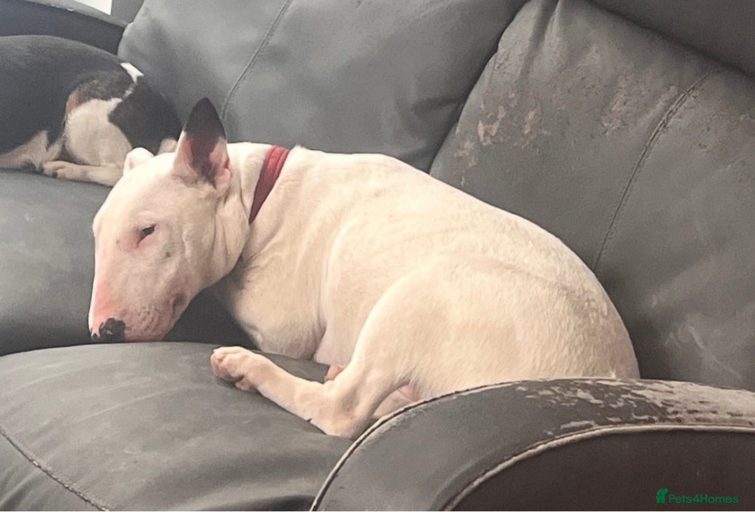 English Bull Terrier dogs for sale: English bull terrier  - Advert 4