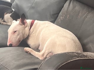 English Bull Terrier dogs English bull terrier - Advert 1