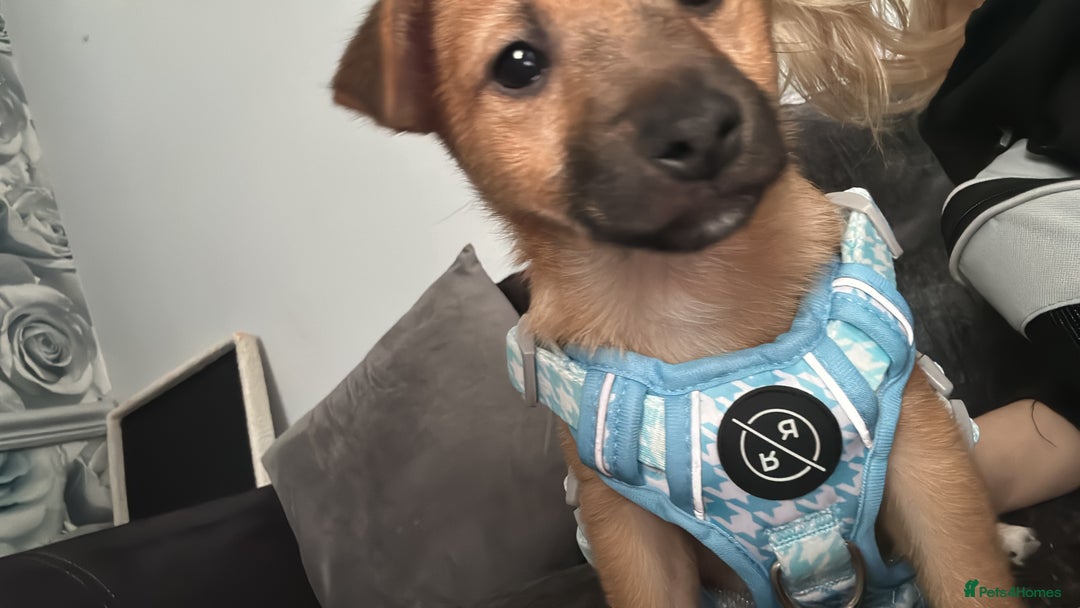 Mixed Breed dogs for sale: 7 month old jack Russell x Pomeranian for sale  - Image 5