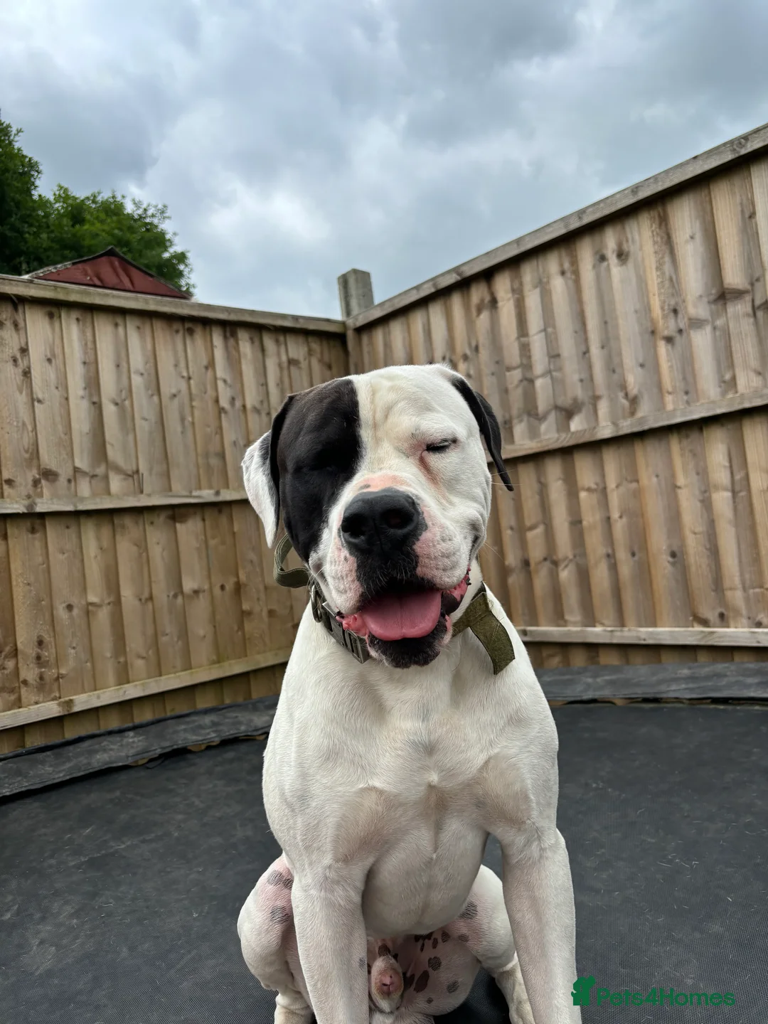 American Bulldog dogs for sale: Albie the American bulldog  - Advert 5