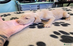 Hungarian Vizsla dogs for sale: Hungarian vizsla pups top quality pups  - Image 5