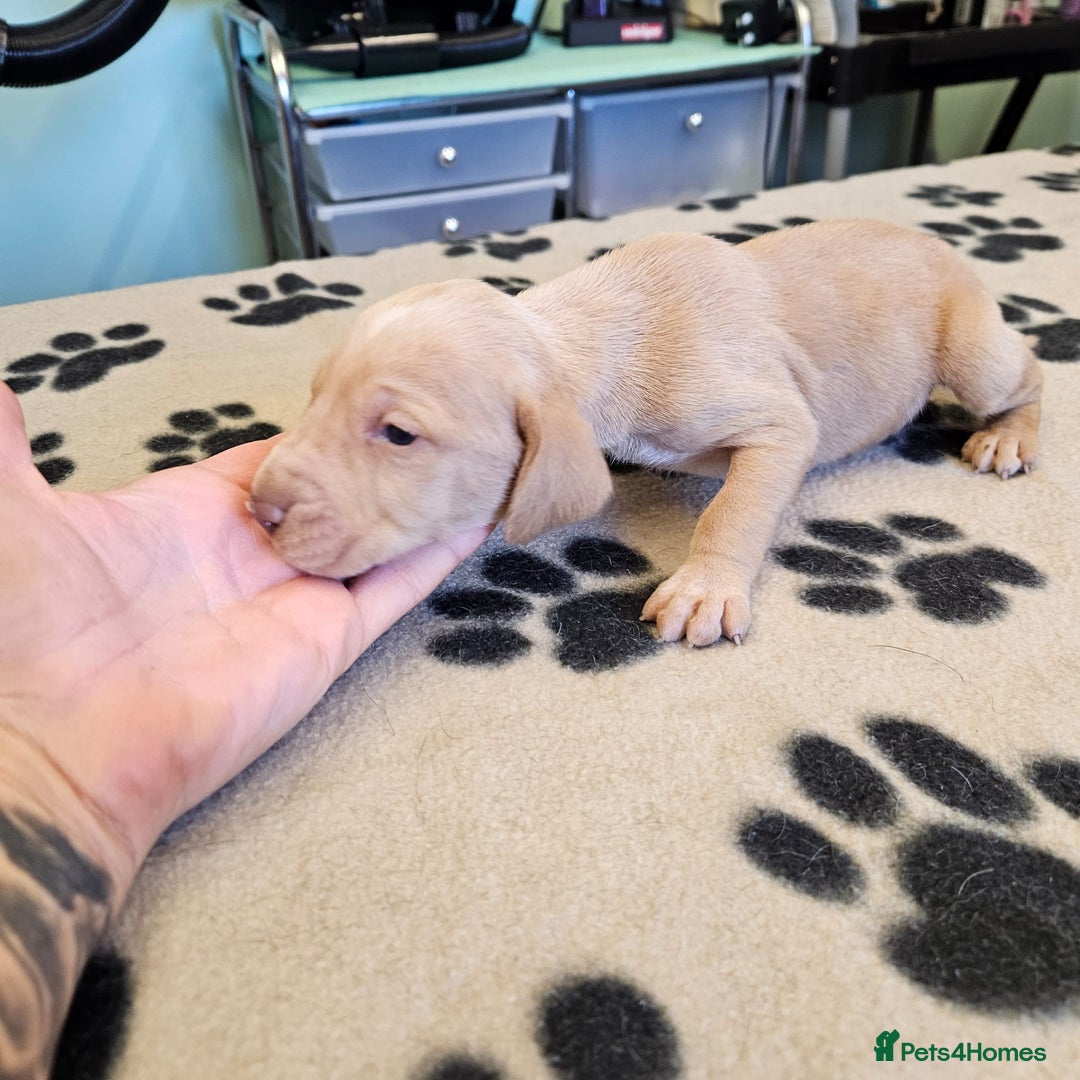Hungarian Vizsla dogs for sale: Hungarian vizsla pups top quality pups  - Image 5
