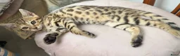 Bengal cats for sale: Beautiful pedigree bengal kittens - Advert 3