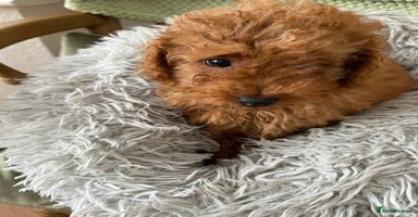 Toy Poodle dogs - Advert 5