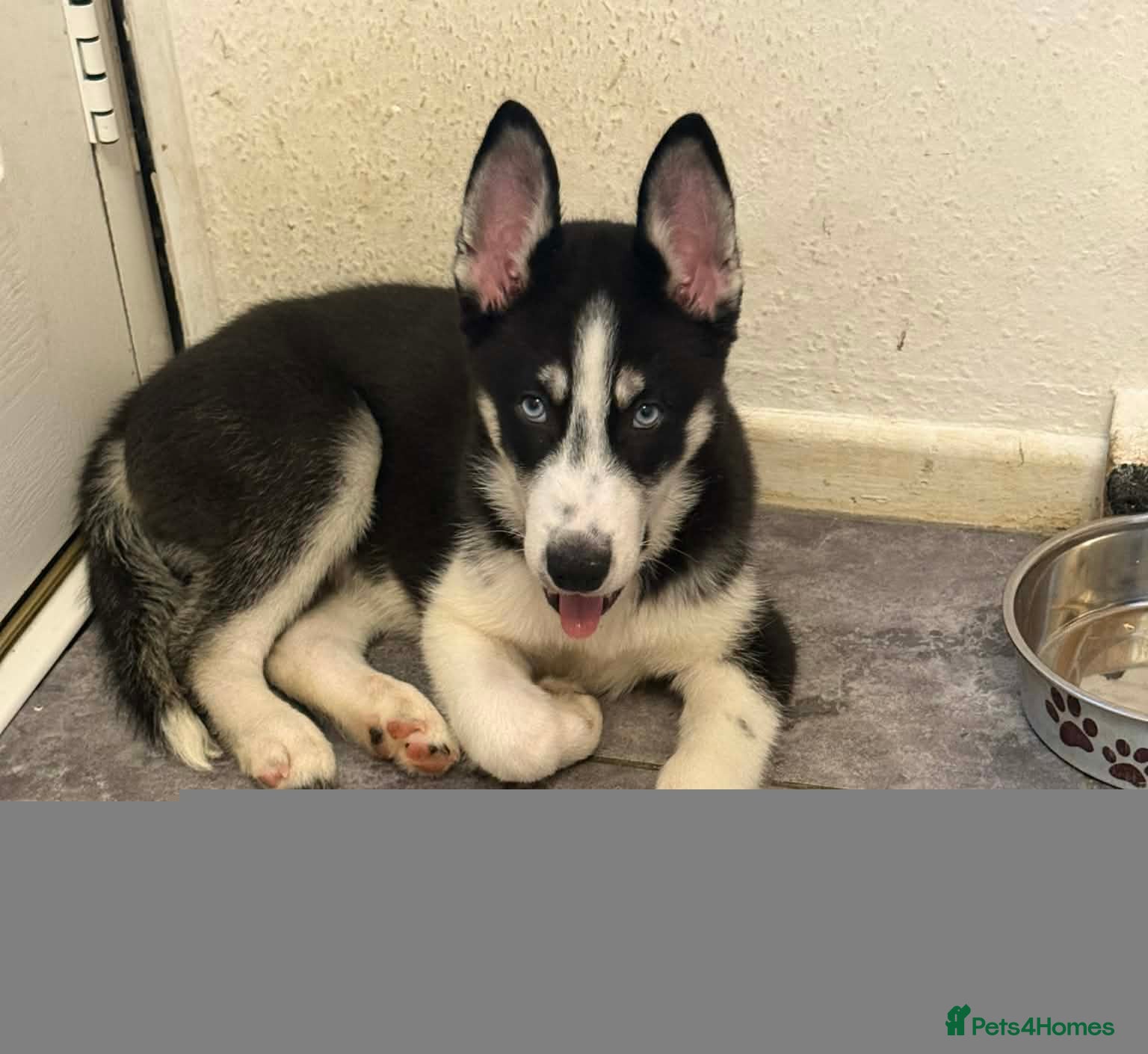 Siberian Husky dogs Siberian Husky Puppies for Sale - Advert 14