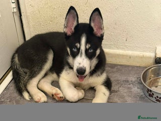 Siberian Husky dogs Siberian Husky Puppies for Sale - Advert 2