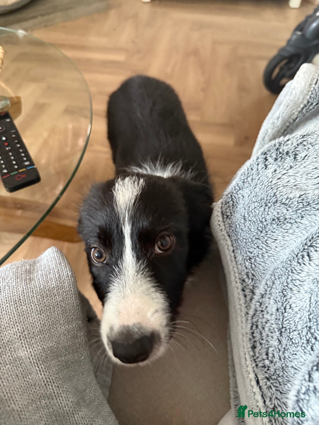 Border Collie dogs for sale: Otis  - Image 4