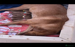 Labradoodle dogs for sale: F1 Toy / Miniature Labradoodles  - Advert 2