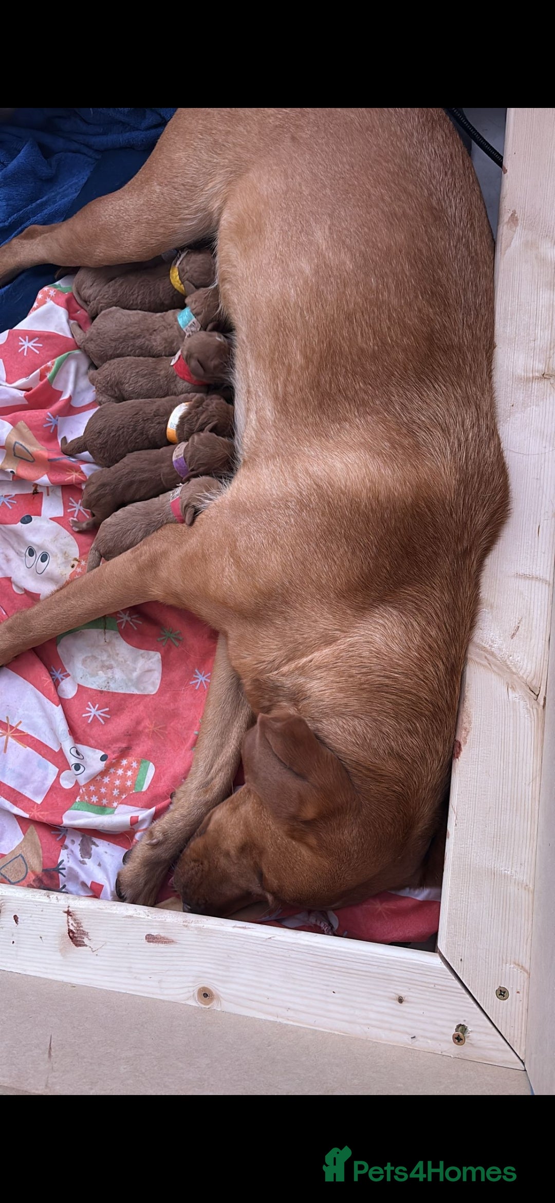 Labradoodle dogs for sale: F1 Toy / Miniature Labradoodles  - Advert 2