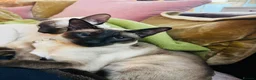 Siamese cats for sale: Pedigree quality kittens  in Longhope - Advert 10