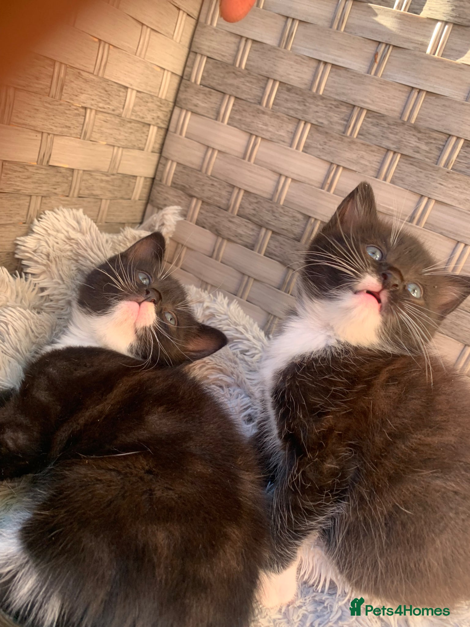 Mixed Breed cats Adorable kittens  - Advert 20