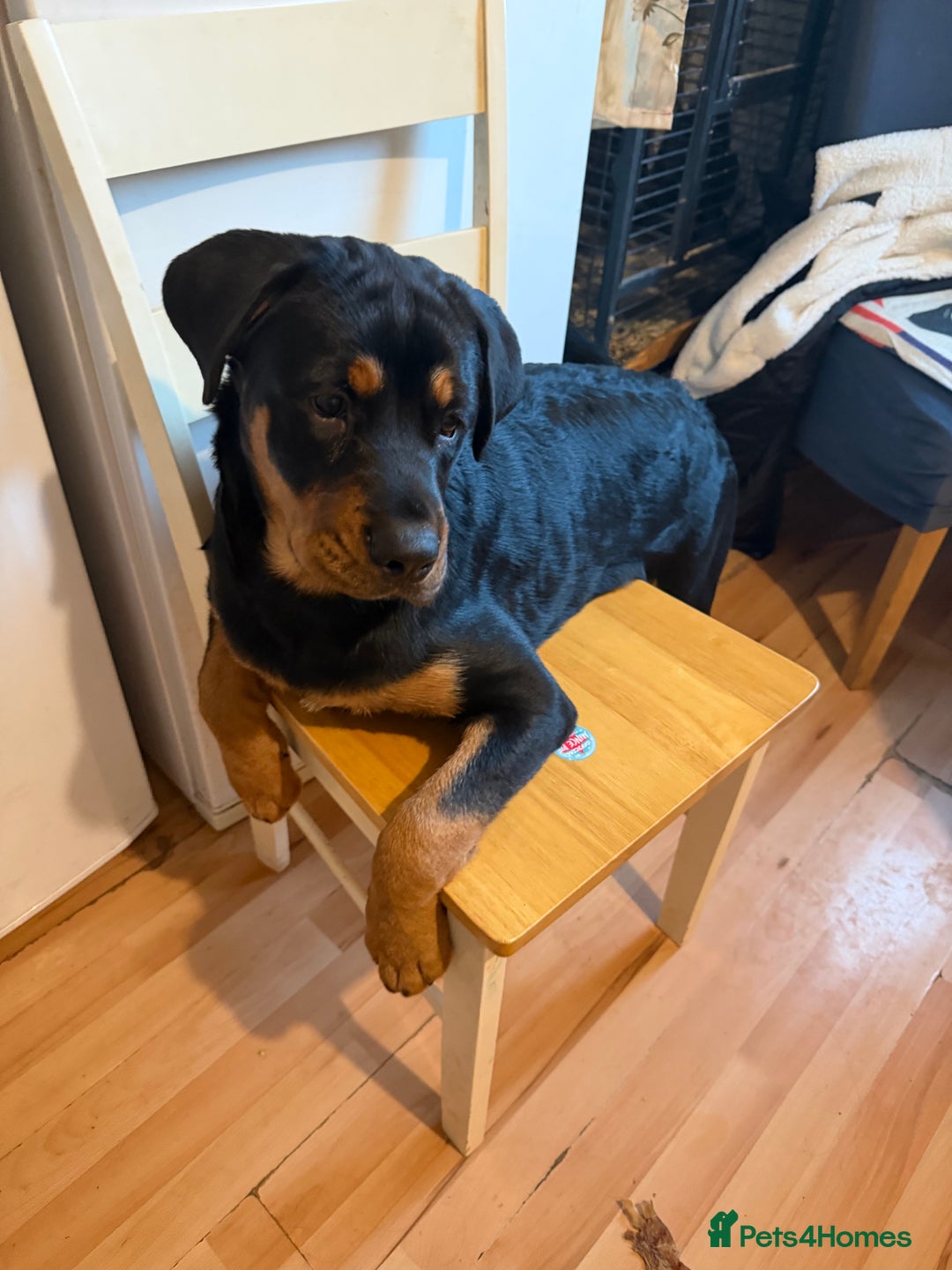 Rottweiler dogs for sale: Rottweiler  - Advert 2