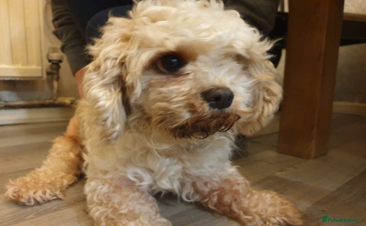 Cavapoo dogs - Advert 1