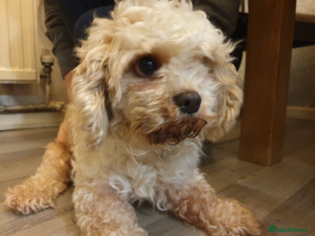 Cavapoo dogs - Advert 10