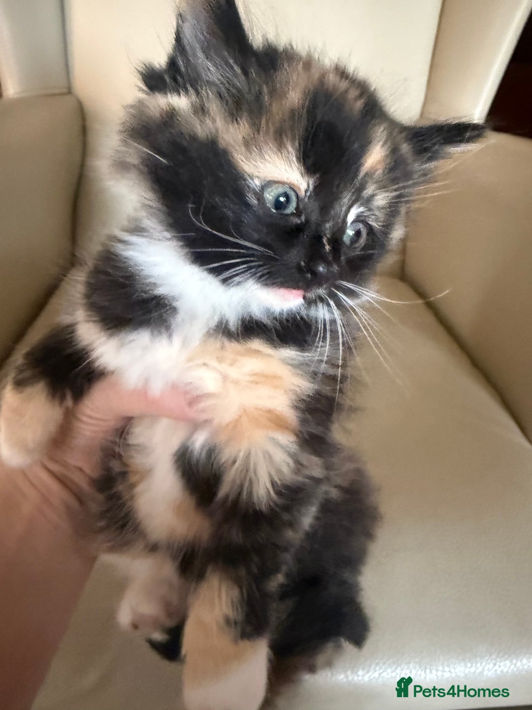 Ragdoll cats for sale: Part rag doll kittens  - Advert 3