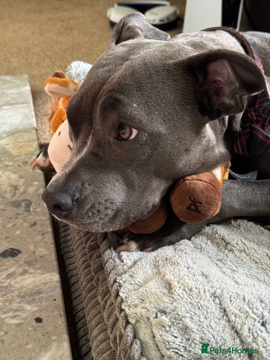 Staffordshire Bull Terrier dogs for sale: Rehoming, please read below. - Advert 13