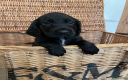 Cocker Spaniel dogs for sale: Beautiful healthy (vet checked) Cocker spaniels  - Image 2