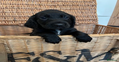 Cocker Spaniel dogs - Advert 12