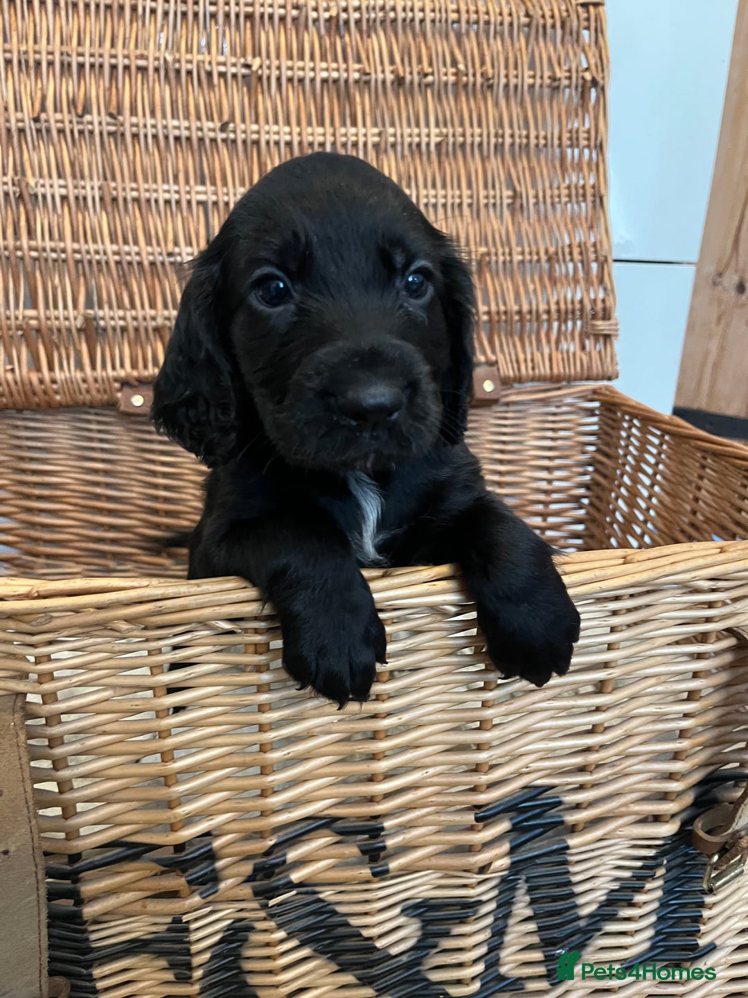 Cocker Spaniel dogs for sale: Beautiful healthy (vet checked) Cocker spaniels  - Image 2
