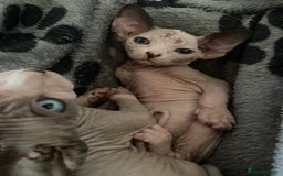 Sphynx cats for sale: Petal ( tortie girl) pinkie ( white boy) Sphynx  - Image 1