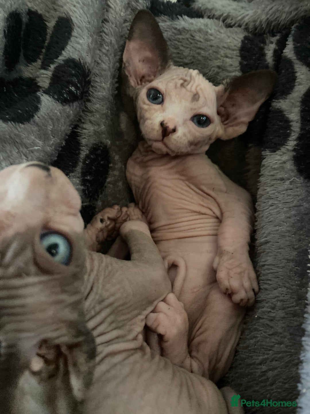 Sphynx cats for sale: Petal ( tortie girl) pinkie ( white boy) Sphynx  - Image 1