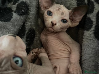 Sphynx cats - Advert 1