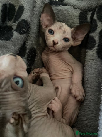 Sphynx cats - Advert 1