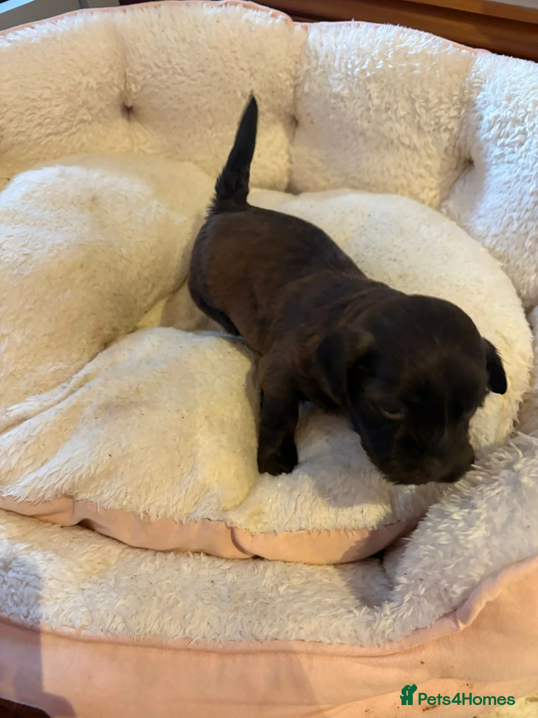 Havanese dogs for sale: Beautiful Havanese puppies - Advert 22