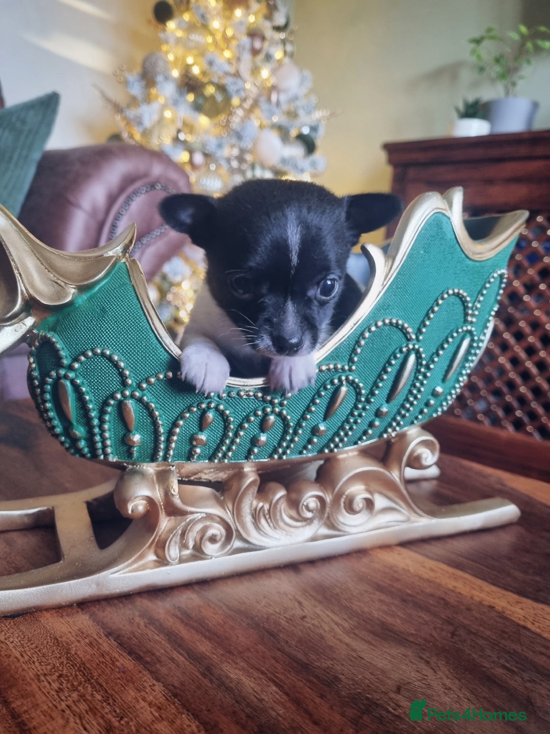 Chihuahua dogs for sale: Male Chihuahua puppy - Advert 3