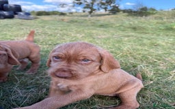 Hungarian Vizsla dogs for sale: Wirehaired Vizsla’s - Image 29