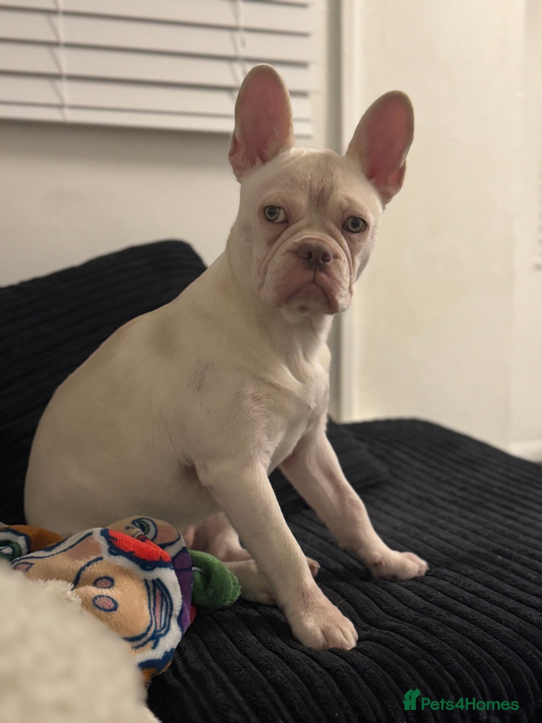 French Bulldog dogs for sale: Female Frencie  - Advert 2