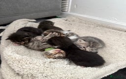 Mixed Breed cats for sale: 6 beautiful kittens  - Image 5